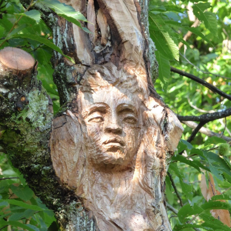 ARTINWOOD - ZOCCA - A 15 Km -
